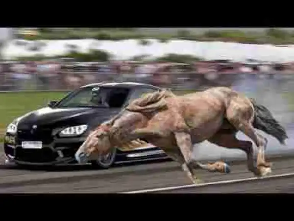 Video: Top 10 Fastest Land Animals